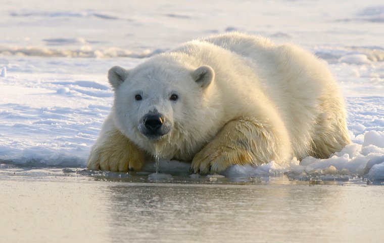 Eisbär am Wasser