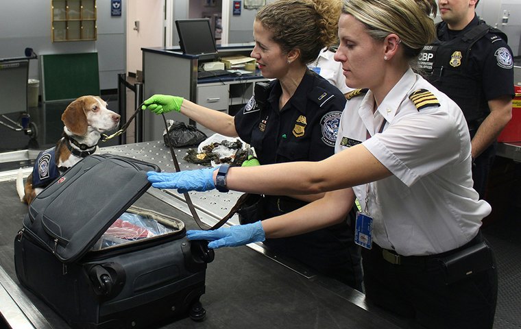 Spürhund mit Sicherheitsbeamtinnen am Flughafen und Koffer