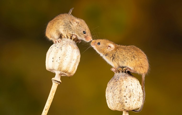 Zwei Mäuse beschnuppern sich auf vertrockneten Mohnblüten