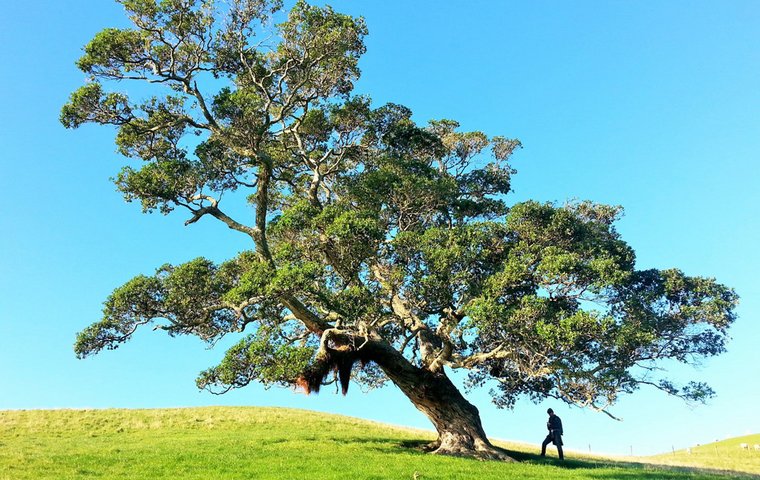 Baum und schattiges Plätzchen