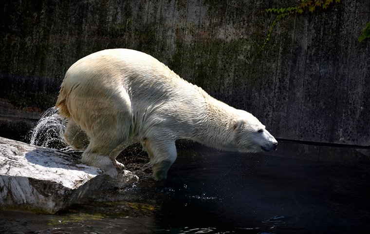 Eisbär springt ins Wasser.