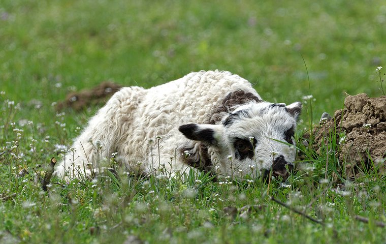 Schaf liegt auf Wiese.