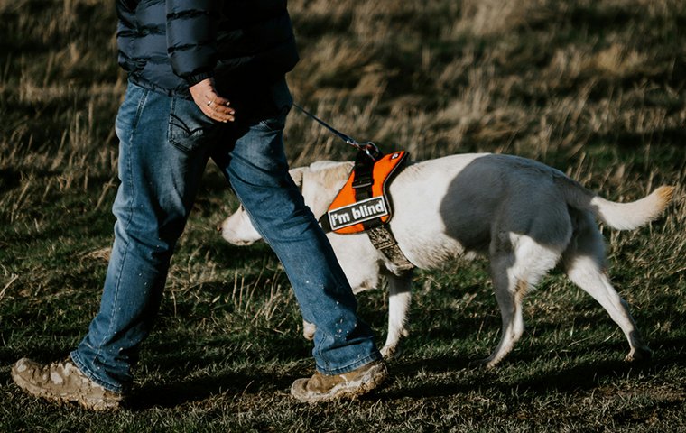 Mann mit Blindenhund