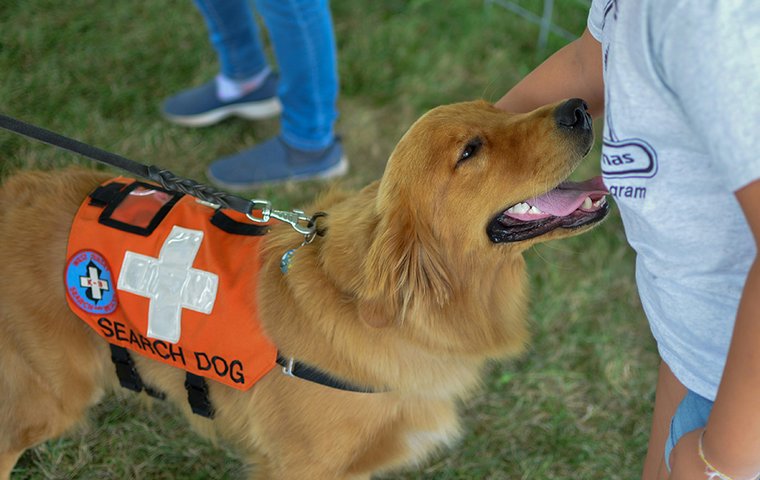 Frau streichelt Suchhund